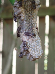 Ropalidia revolutionalis