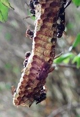 Ropalidia revolutionalis