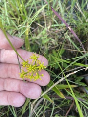 Polygala ramosa