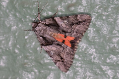 Catocala verrilliana