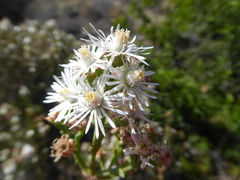 Ruschia multiflora