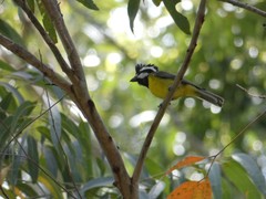 Falcunculus frontatus