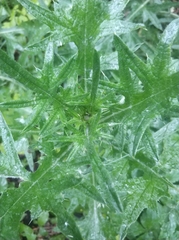 Cirsium vulgare