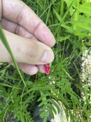 Tephrosia spicata