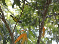 Falcunculus frontatus