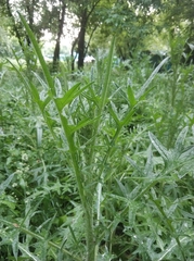 Cirsium vulgare