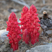 Snowplant - Photo (c) Robin Gwen Agarwal, some rights reserved (CC BY-NC), uploaded by Robin Gwen Agarwal