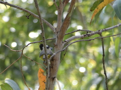 Falcunculus frontatus