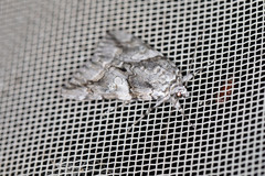 Catocala verrilliana