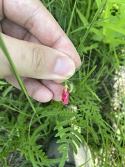 Tephrosia spicata