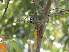 Falcunculus frontatus