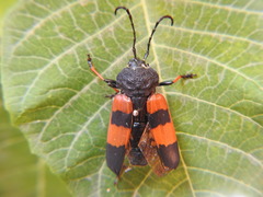 Megaderus bifasciatus