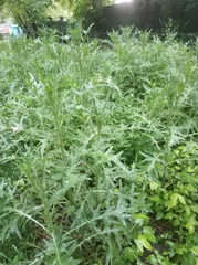 Cirsium vulgare