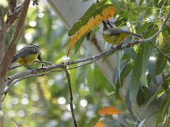 Falcunculus frontatus