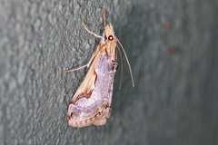Loxostege albiceralis