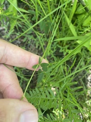 Tephrosia spicata