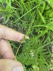 Tephrosia spicata