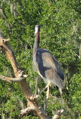 Egretta tricolor image