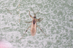 Oncocephalus nubilus