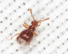 Decarthron velutinum