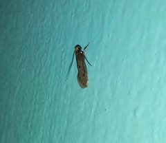 Tinea trinotella