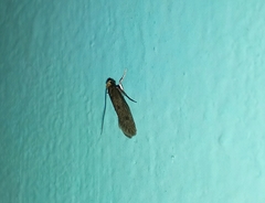 Tinea trinotella