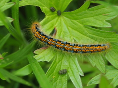 Malacosoma castrense