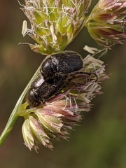 Hymenoplia