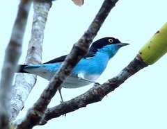 Dacnis lineata