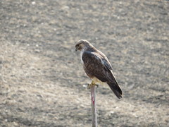 Buteo japonicus