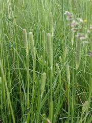 Phleum bertolonii