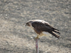 Buteo japonicus