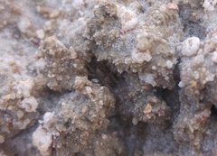 Lycosidae