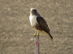 Buteo japonicus