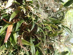 Epidendrum conopseum image
