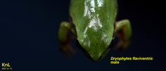 Hyla flaviventris