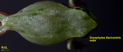 Hyla flaviventris