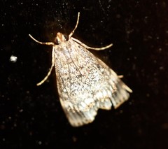 Stericta concisella