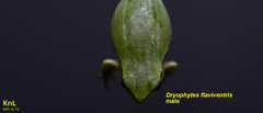 Hyla flaviventris