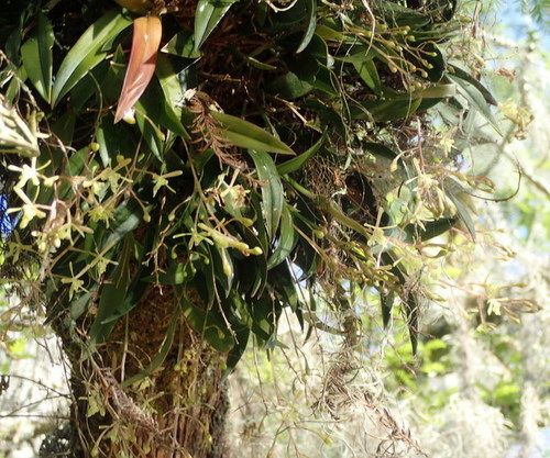 Epidendrum conopseum image