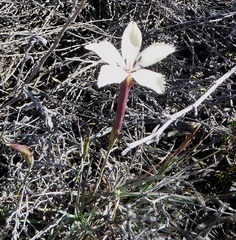Dianthus caespitosus
