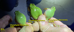 Hyla flaviventris