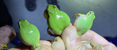 Hyla flaviventris