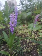 Vicia cracca