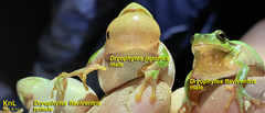 Hyla flaviventris