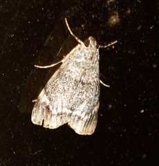 Stericta concisella