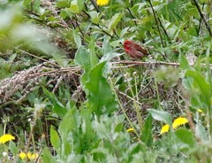Carpodacus erythrinus grebnitskii