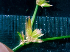 Juncus diffusissimus