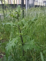 Carduus crispus