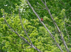 Carpodacus erythrinus grebnitskii
